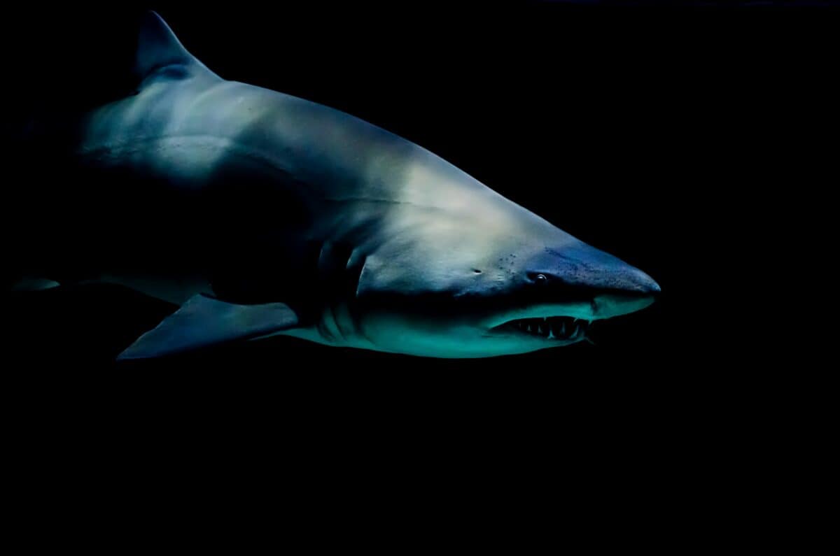 A huge shark submerged in the deep sea.