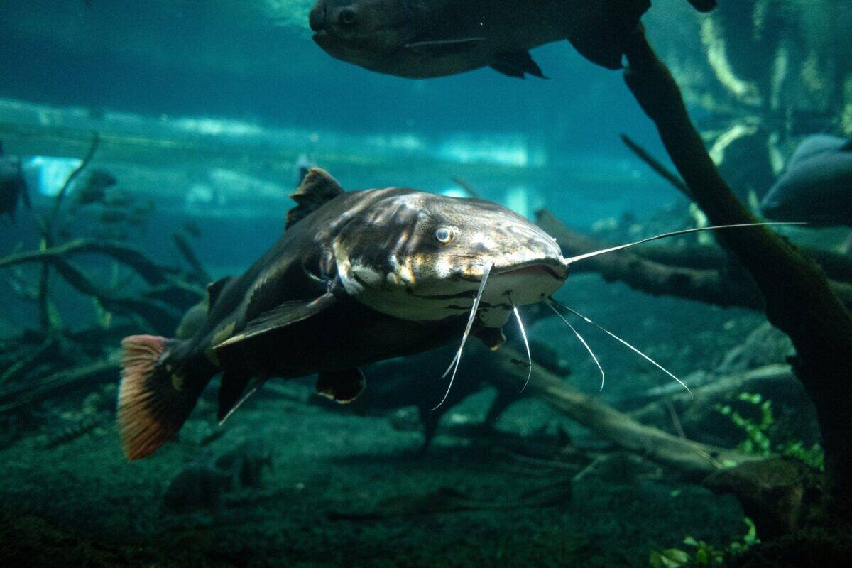 A catfish swims in the deeper parts of the sea.