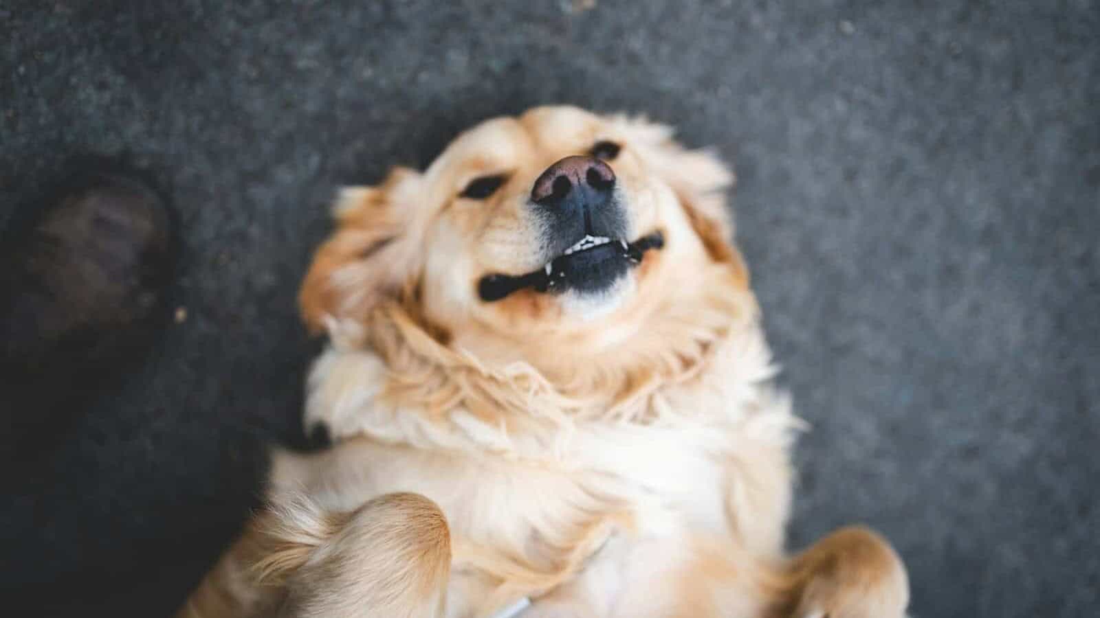adult cream golden retriever laying on floor