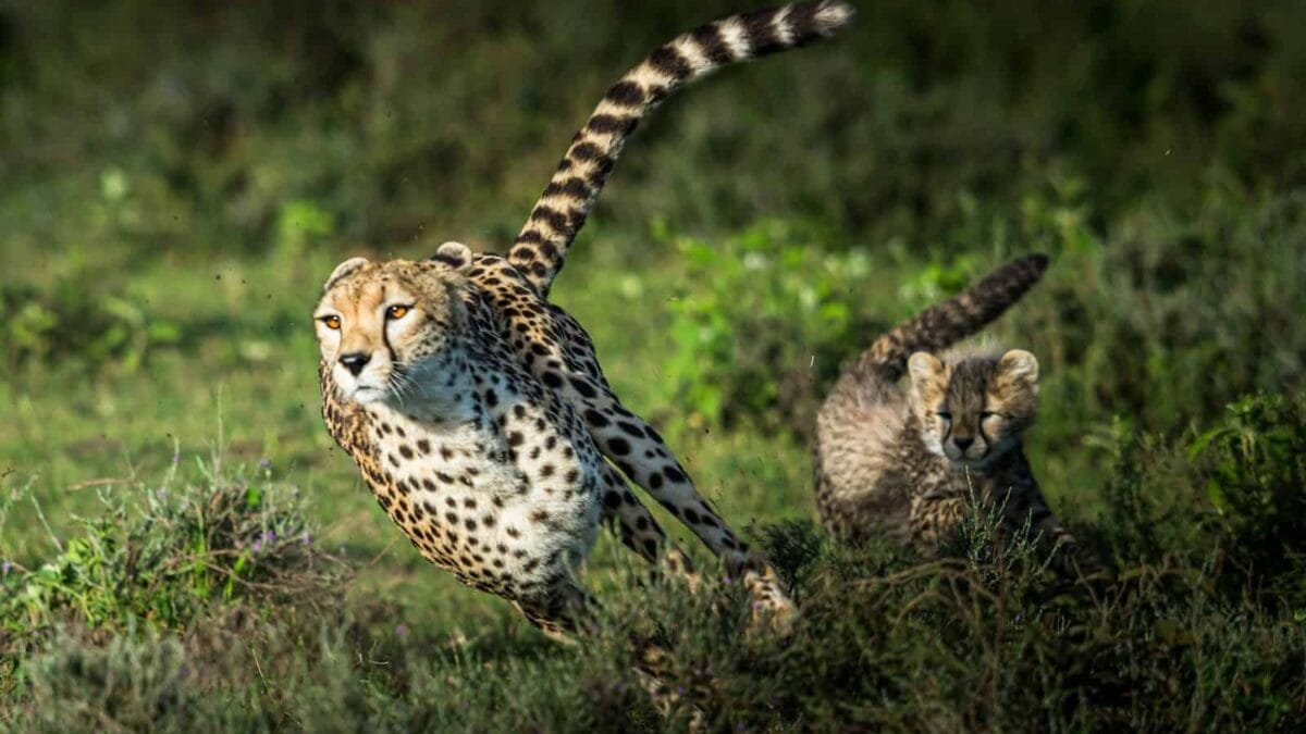 cheetah on green grass during daytime