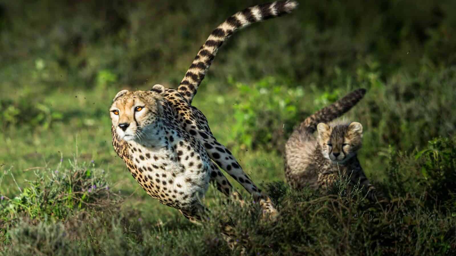 cheetah on green grass during daytime