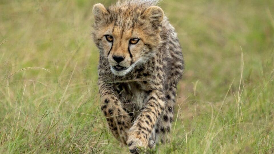 a cheetah cub running through a grassy field
