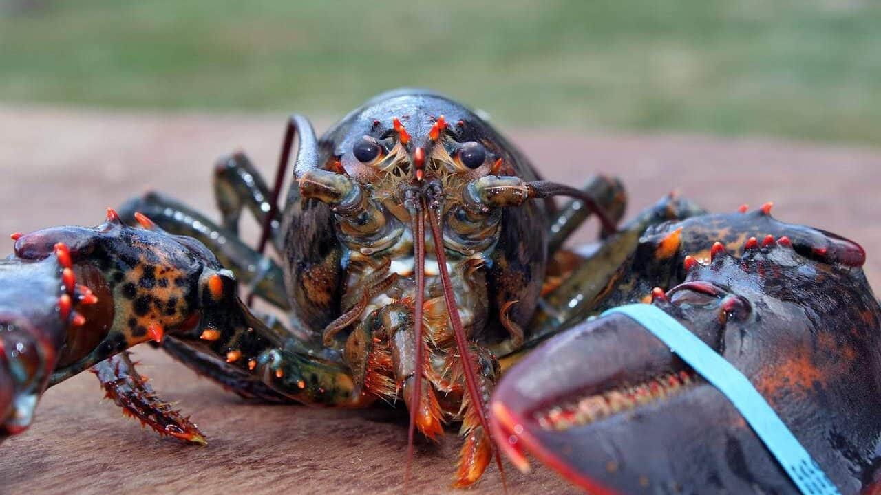 largest lobsters ever caught