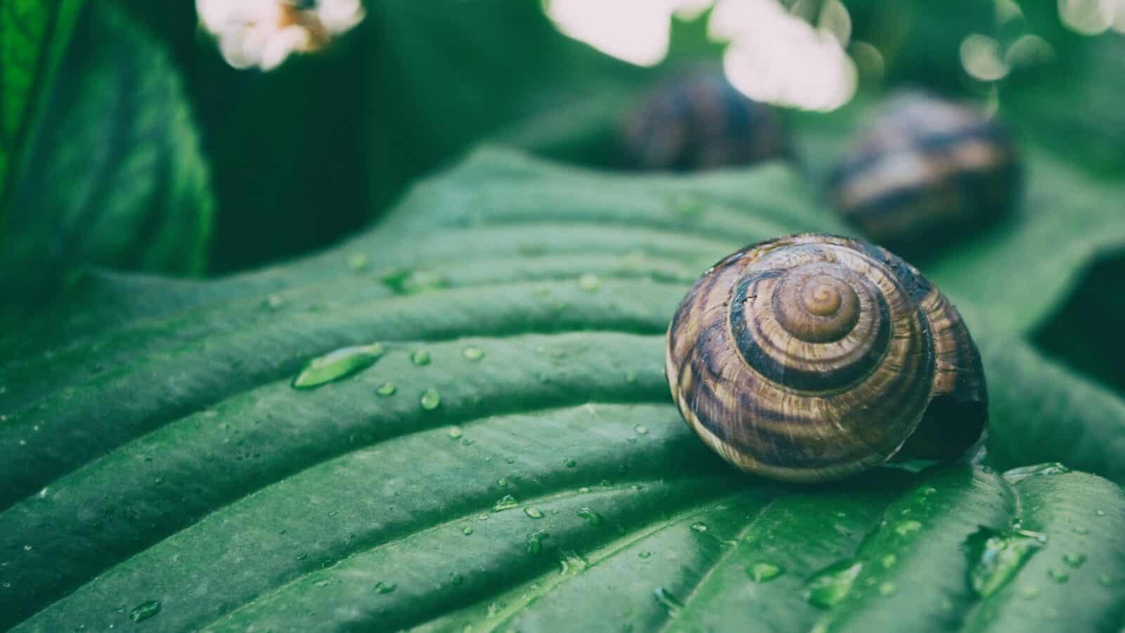 macro shot of snail