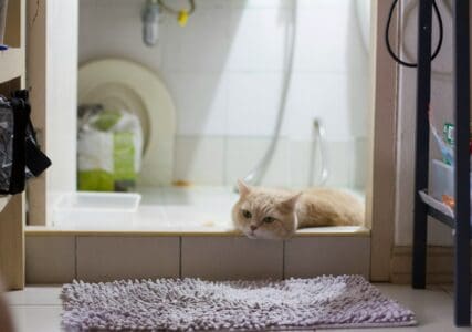 Why Your Cat Follows You to the Bathroom