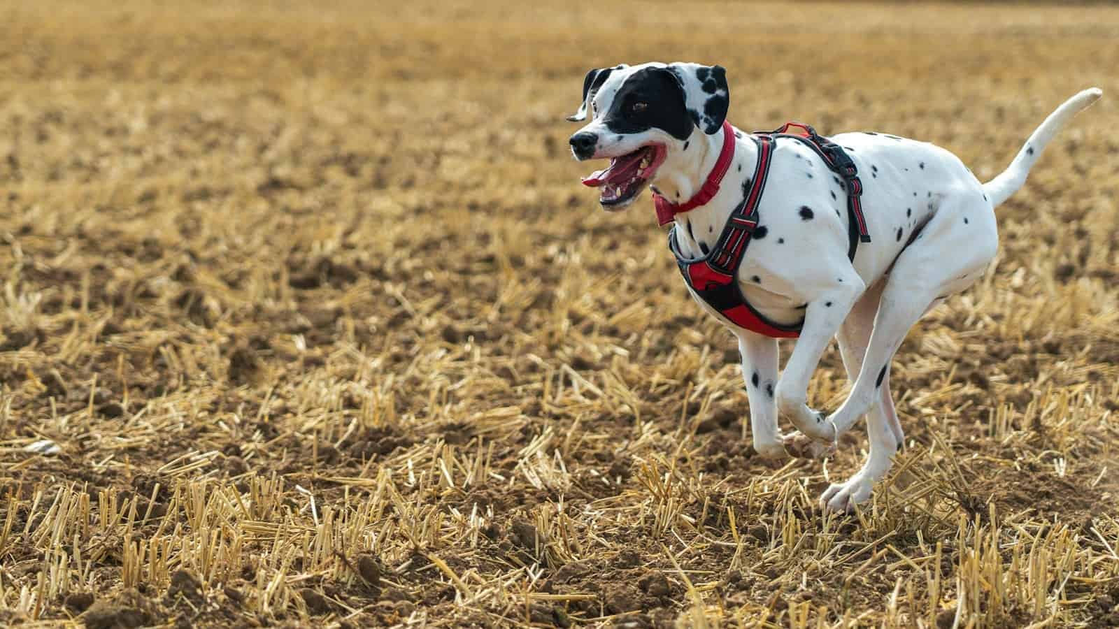 black and white dalmatian dog walking on brown grass field during daytime
