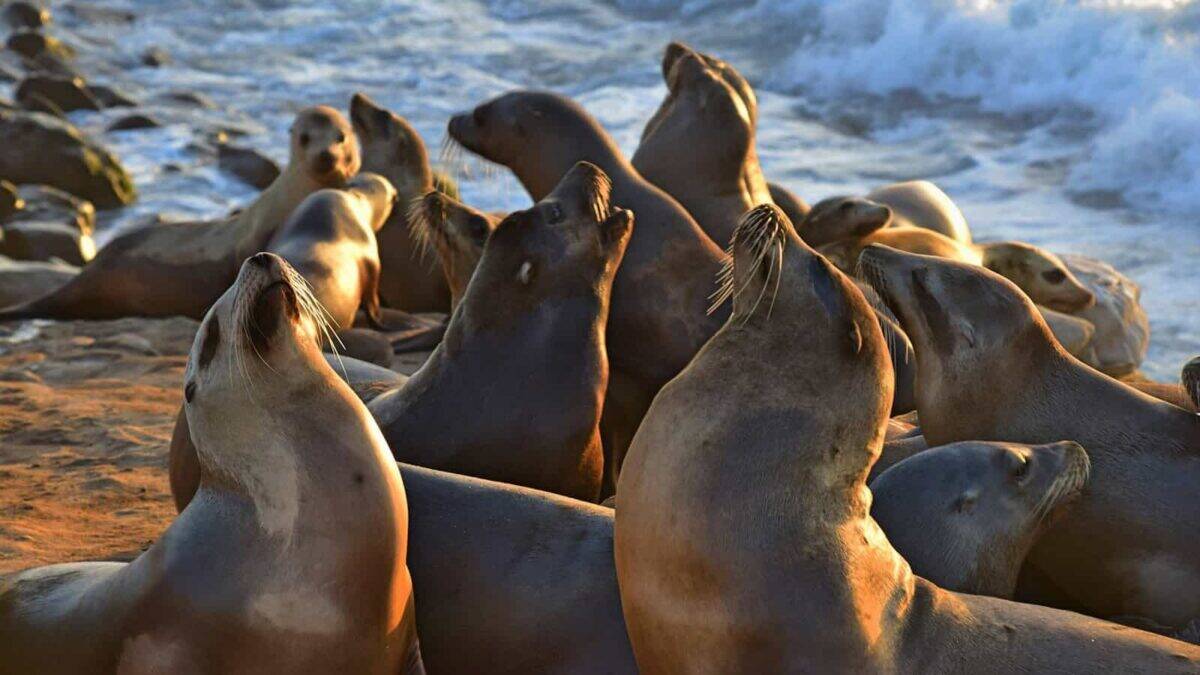 seal on the sea shore