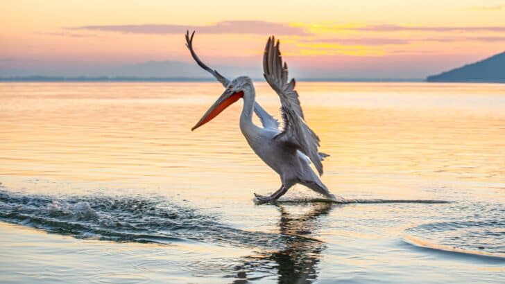 Where to Watch Pelicans Glide Over Coastal Waters