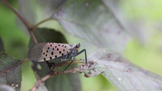A lanternfly in its natural habitat.