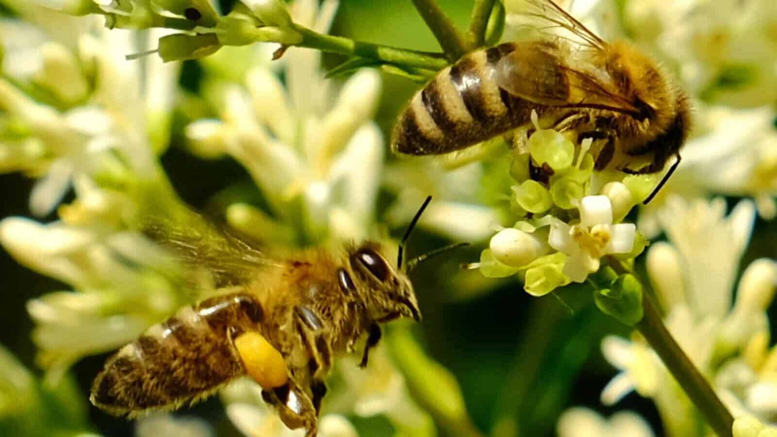 a couple of bees are on some white flowers