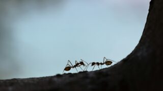 Silhouette of two ants on a small cliff.