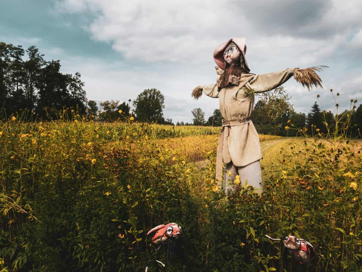 A scarecrow setup in the woods.