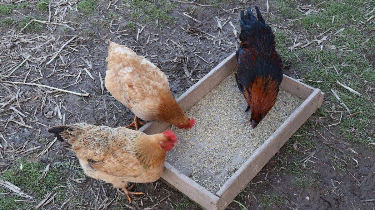 Chicken