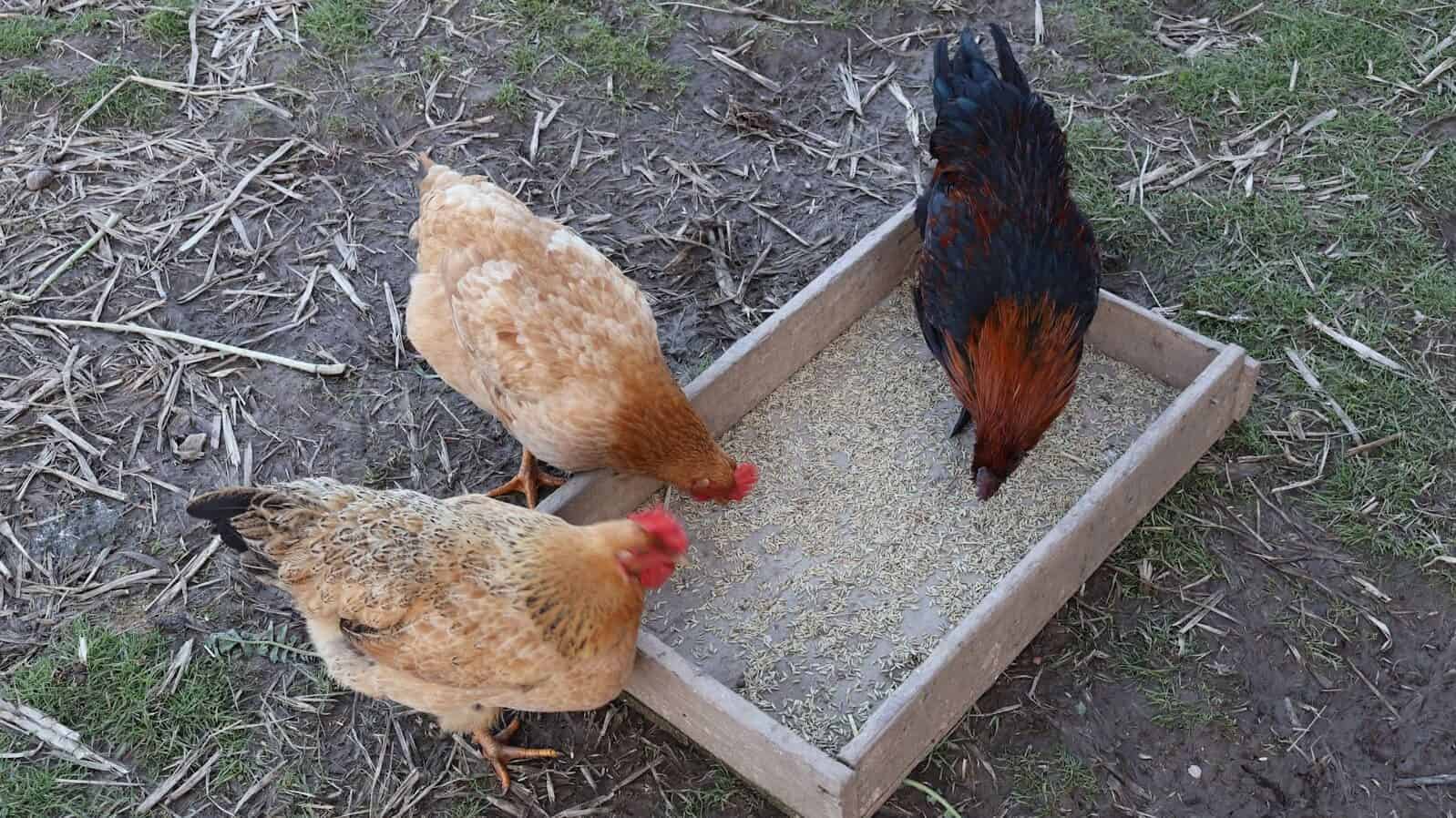 Chicken