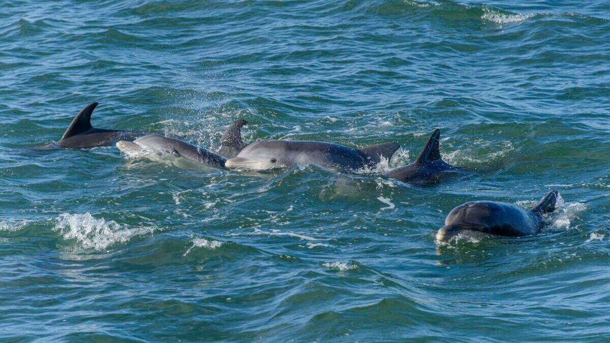 a group of dolphins swimming in the ocean