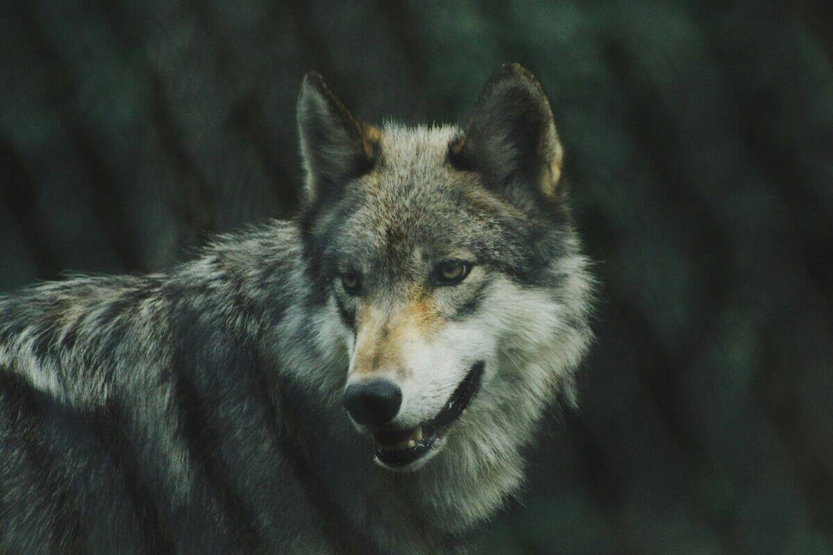 A wolf showing signs of aggression.