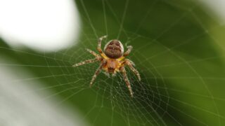 A spider resting on its web.