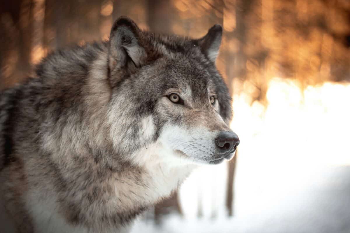 A full-grown fox staring at something from afar.
