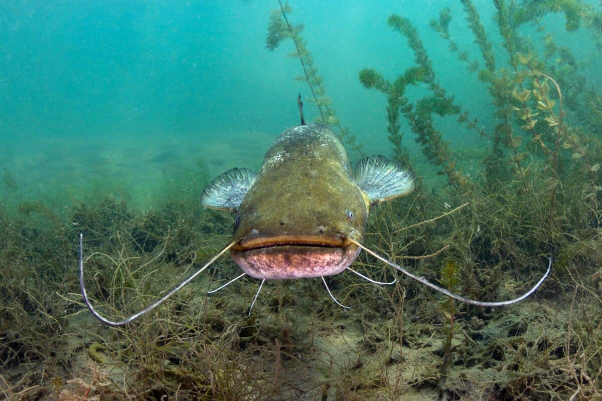 A healthy catfish underwater.