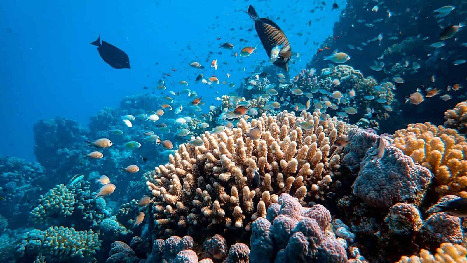 school of fish in body of water