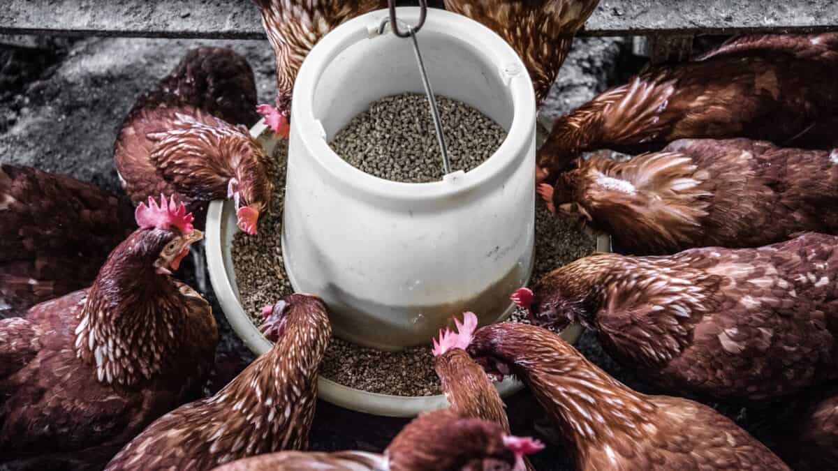 Chicken coop
