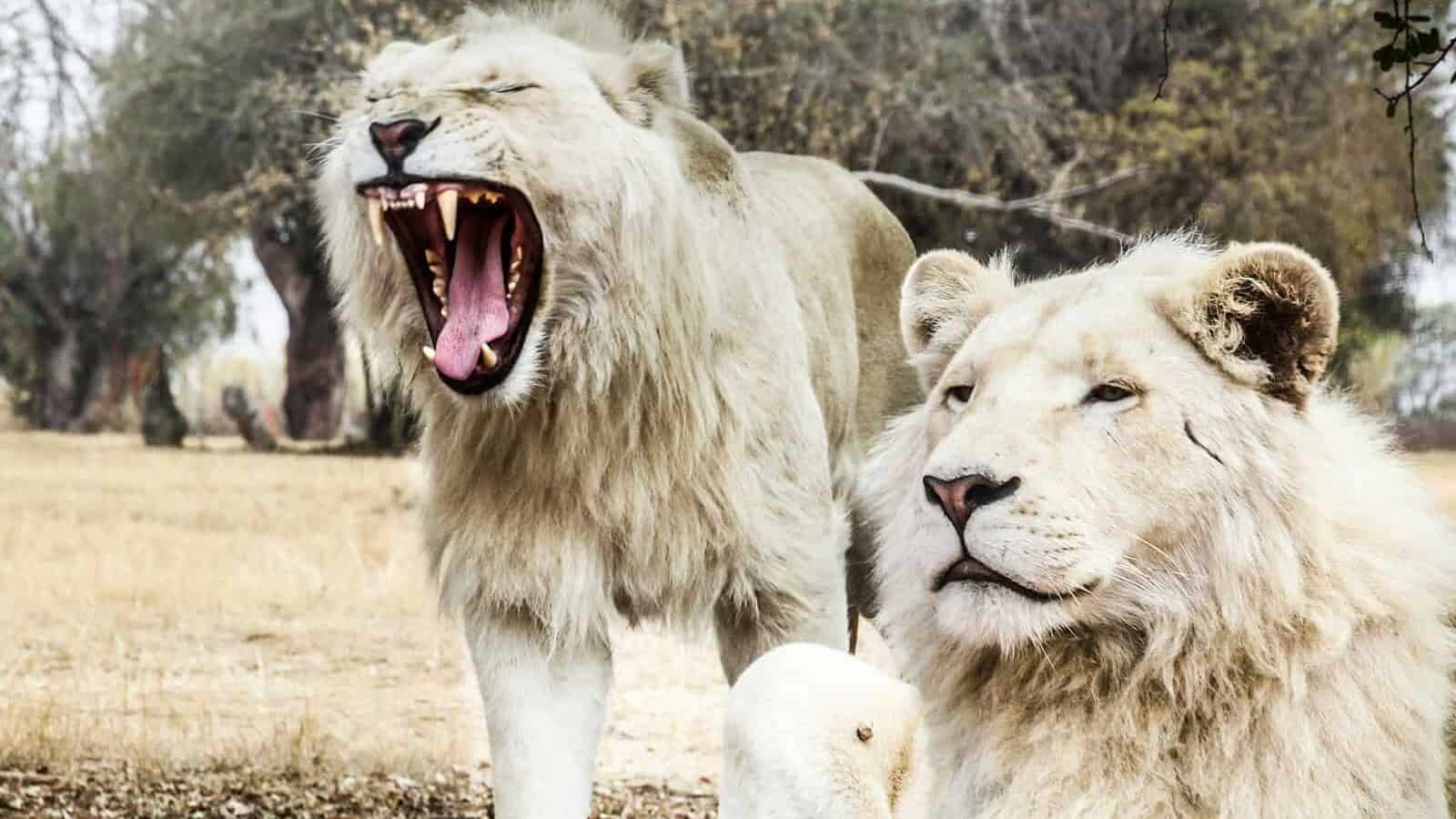 two white lions