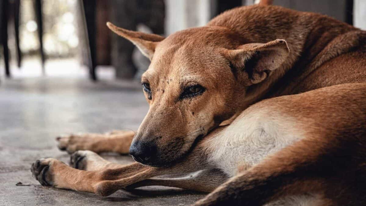 dog lying on floor