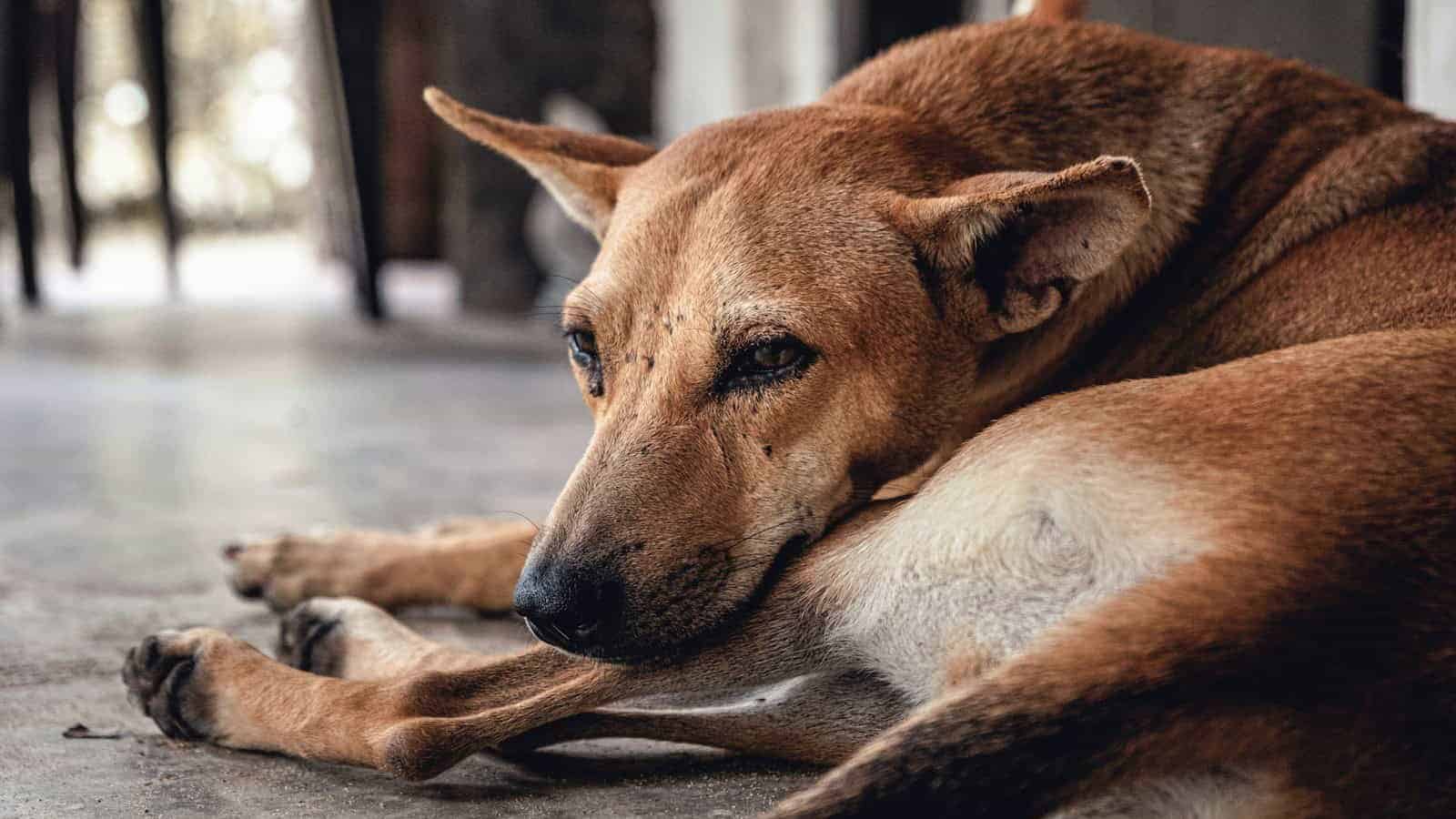 dog lying on floor