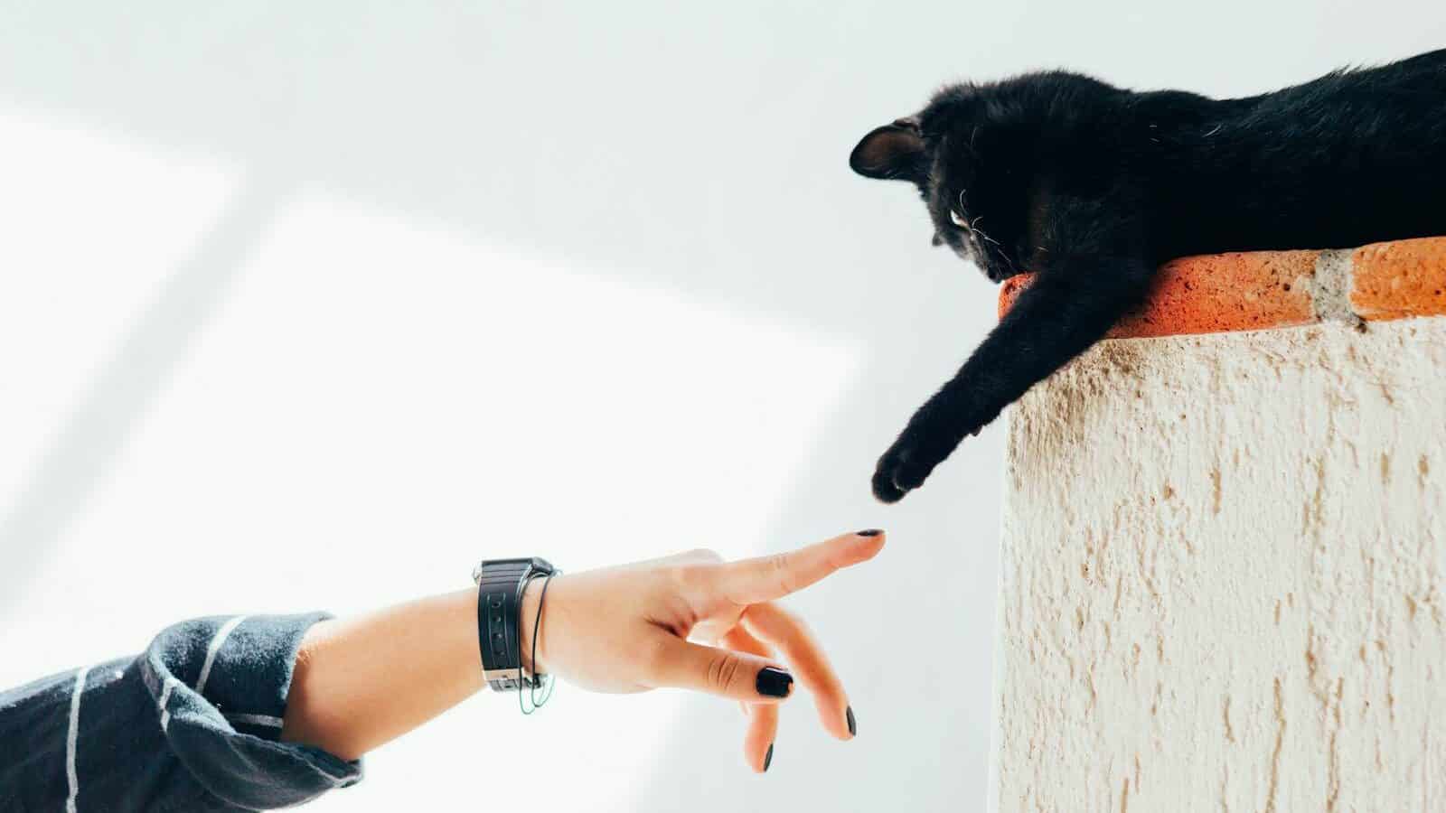 woman and cat joining hands
