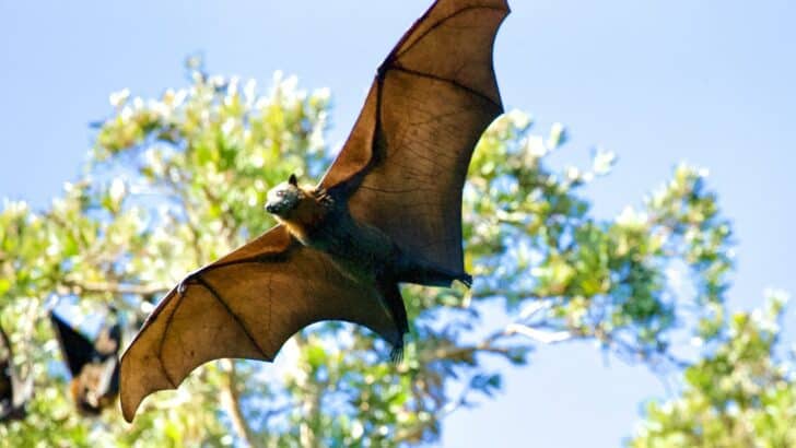 Why Bats Deserve a Better Reputation in the U.S.