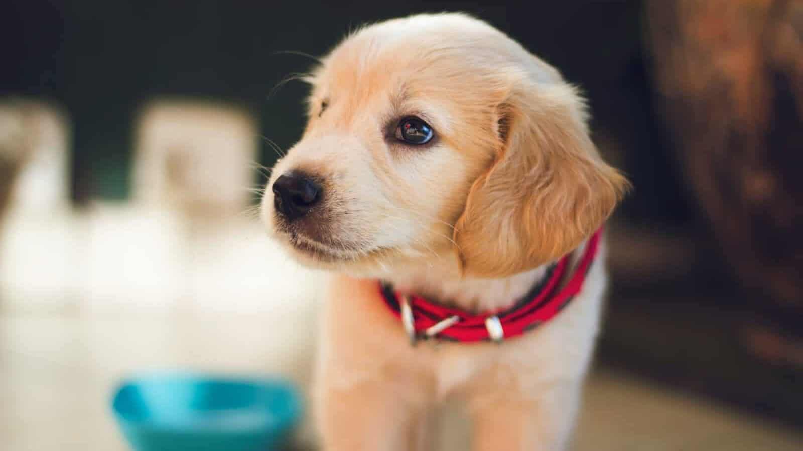 selective focus photography of short-coated brown puppy facing right side