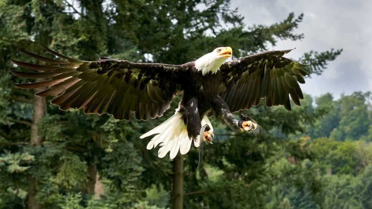 black and white eagle flying over green trees during daytime