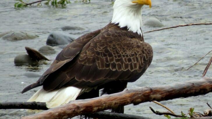 The Symbolism Behind the Bald Eagle in American History