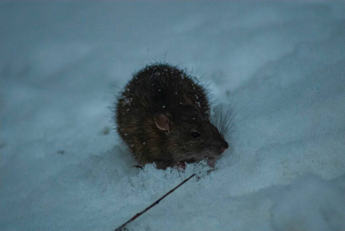 a rodent in the snow looking for food