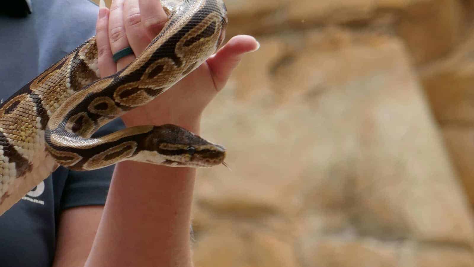 Ethics of snake holding