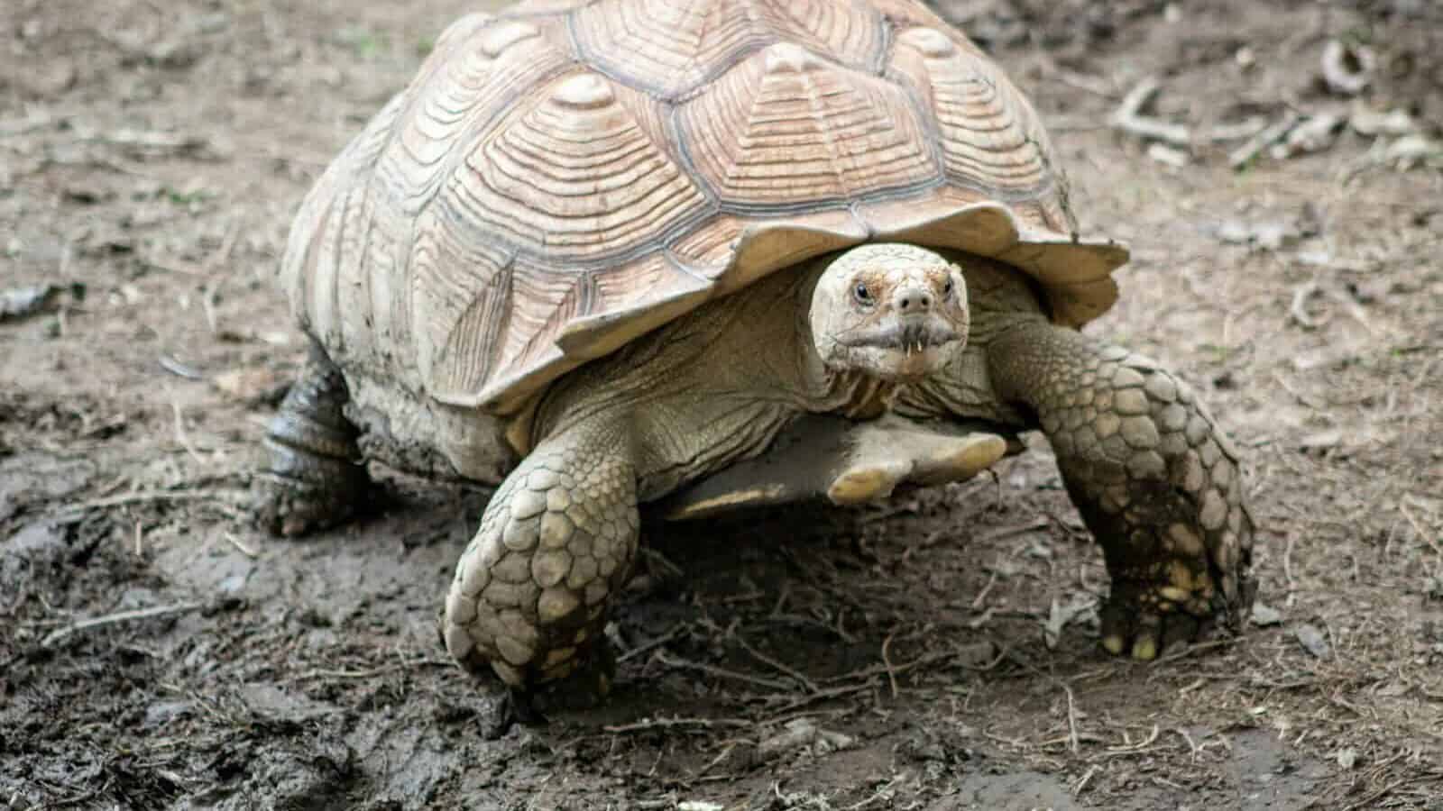 brown turtle