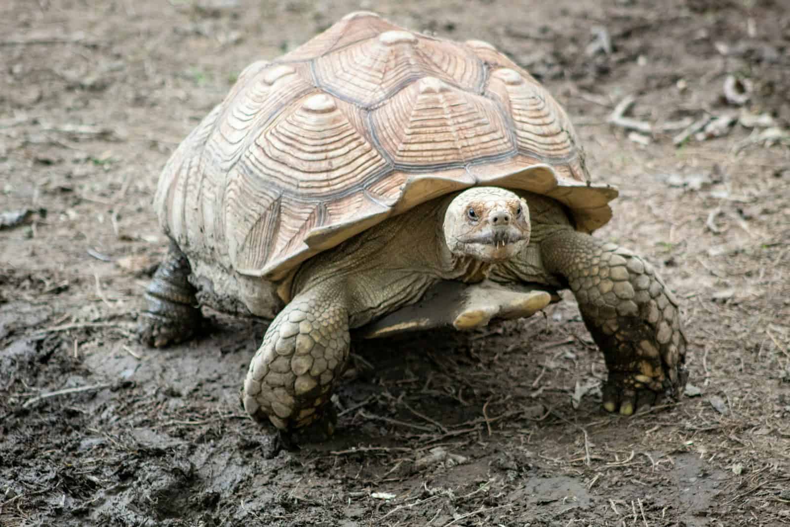 brown turtle