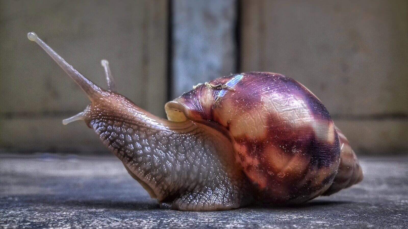 A close up of a snail on the ground