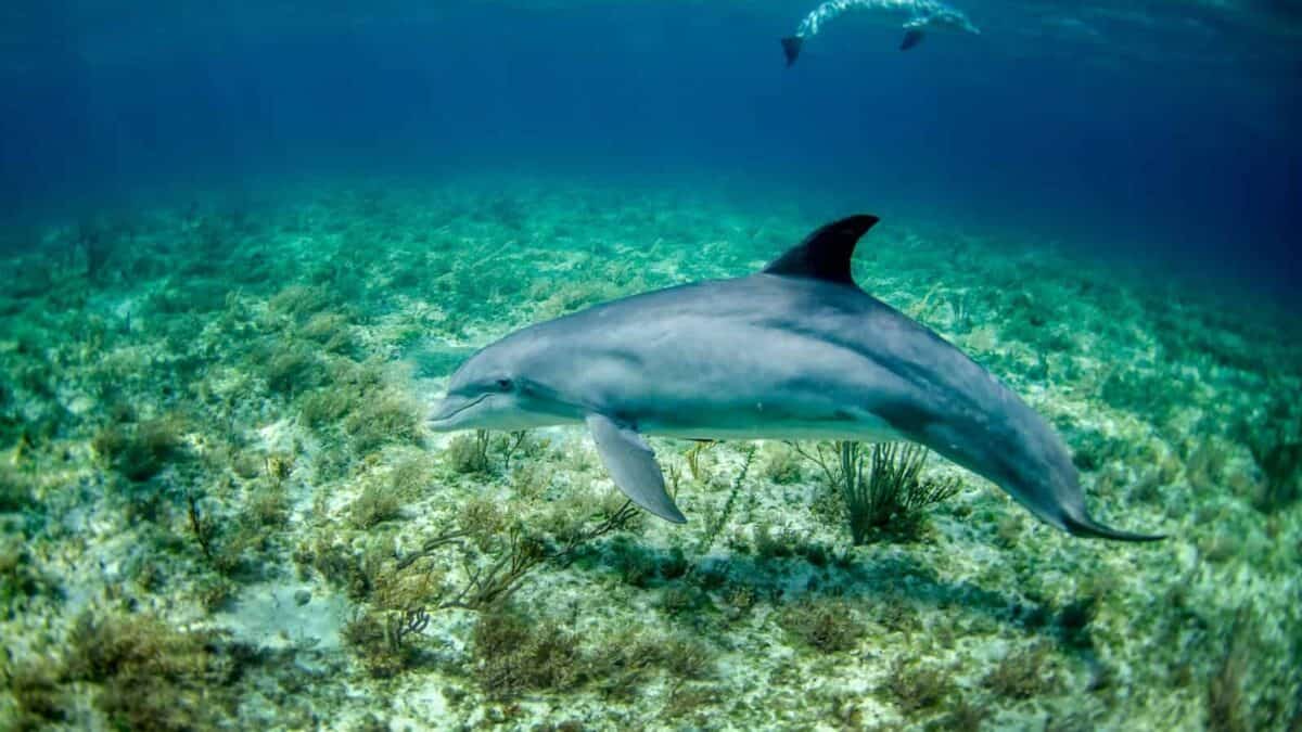dolphin in body of water