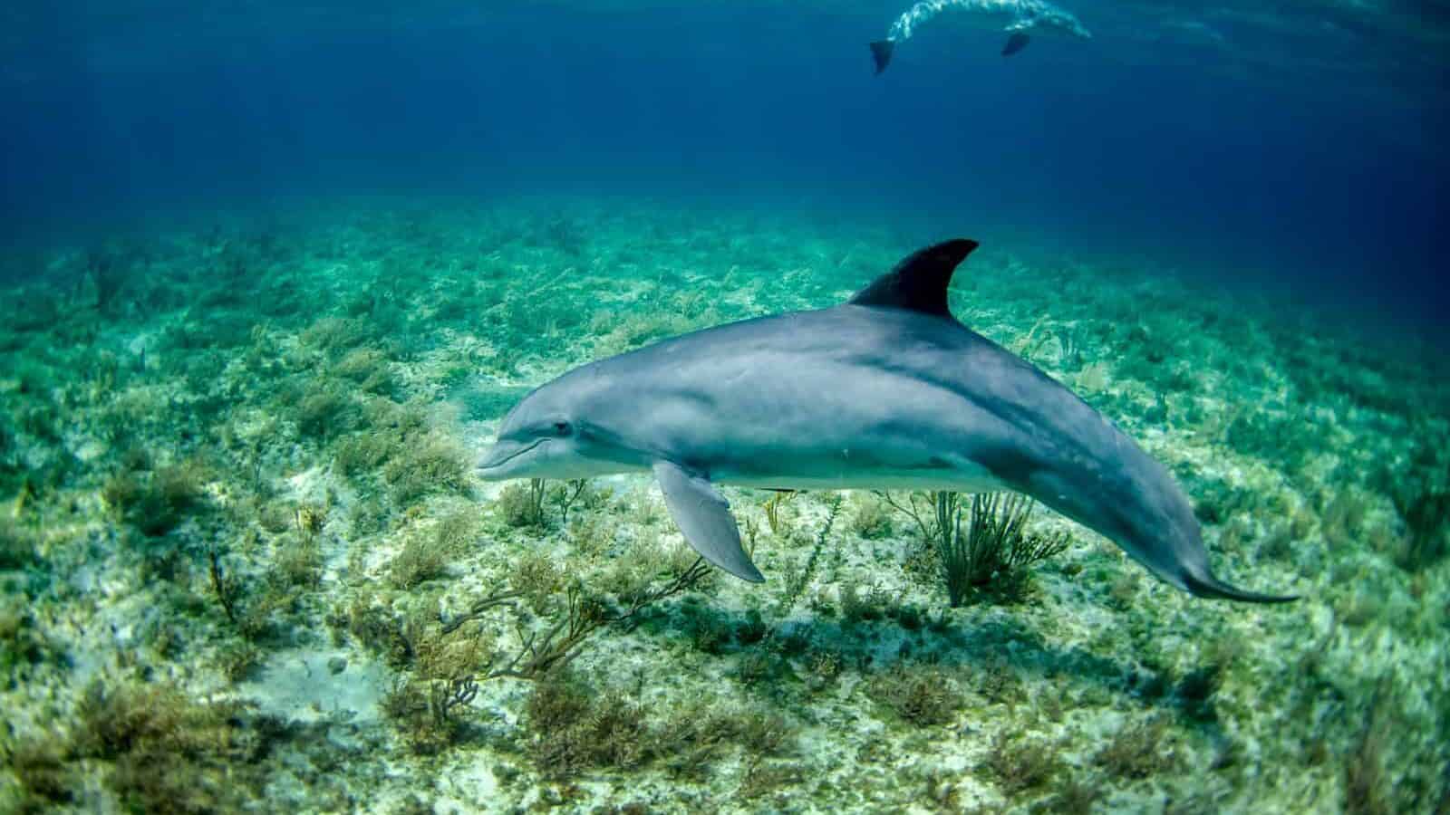 dolphin in body of water