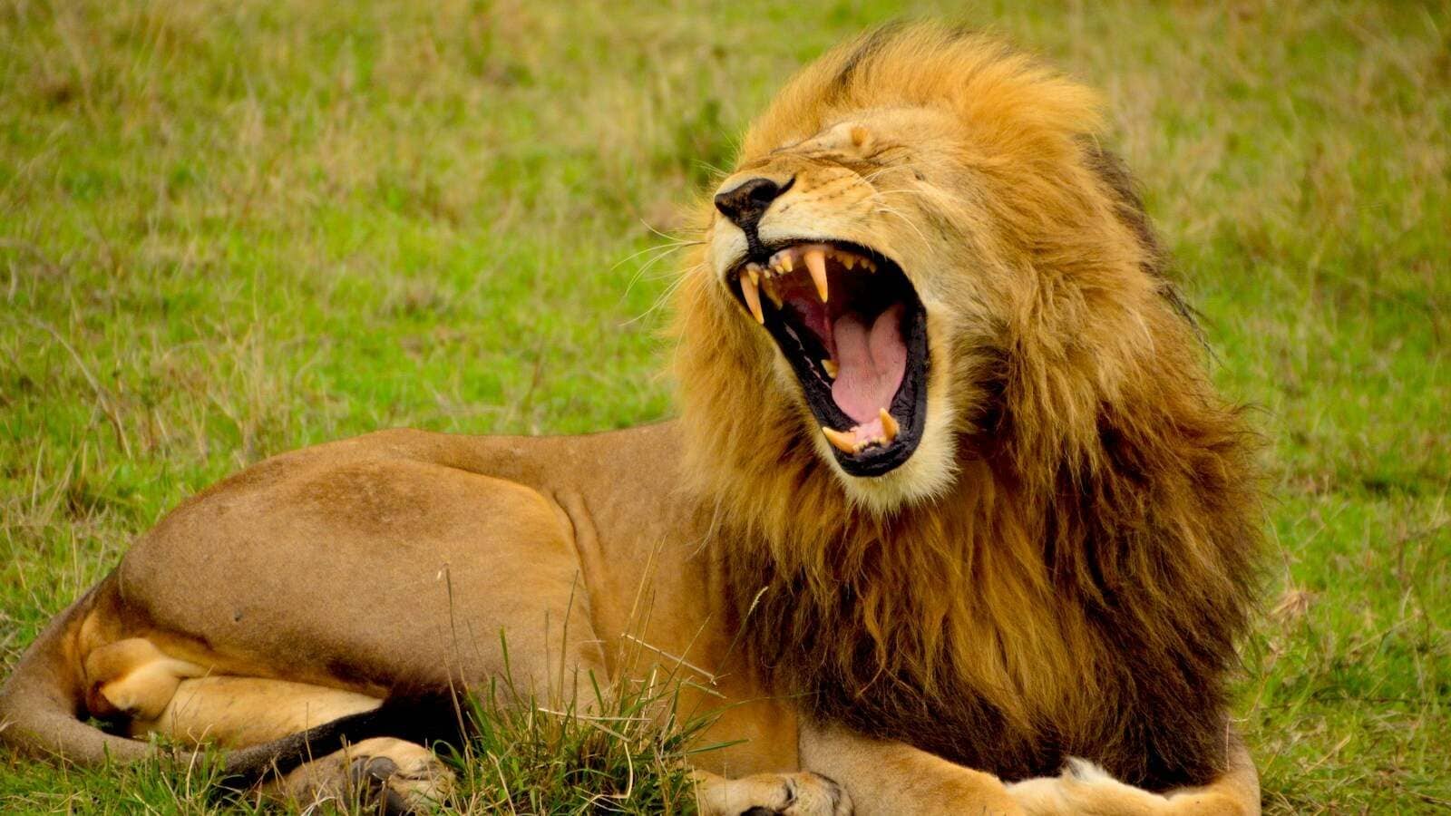 lion lying on green grass at daytime