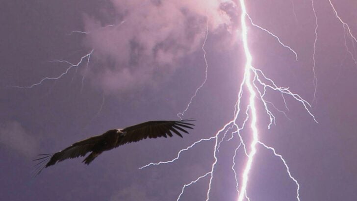 The Thunderbird: North America’s Legendary Sky Spirit