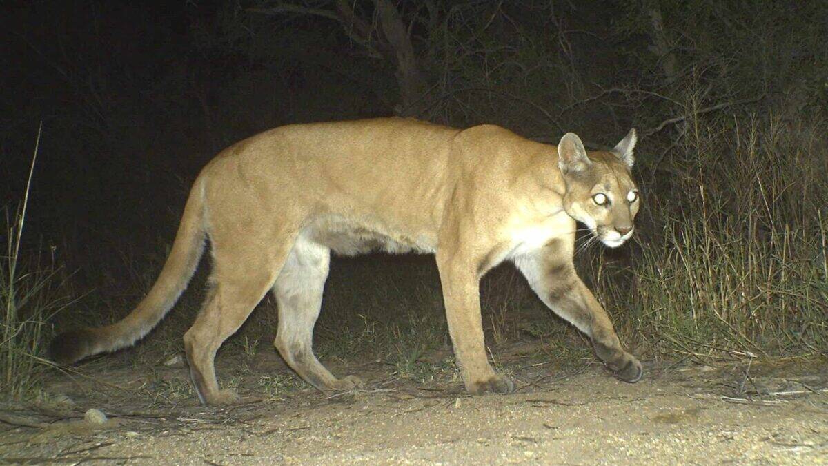 Mountain lion in the night.