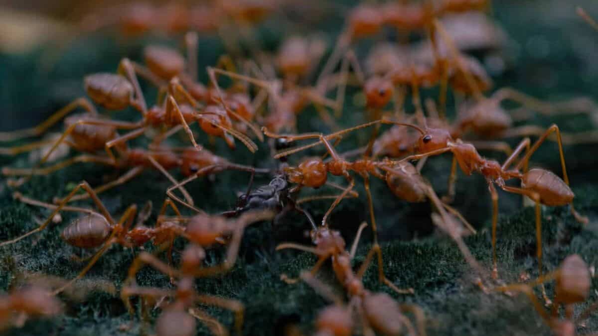 a close up of some plants