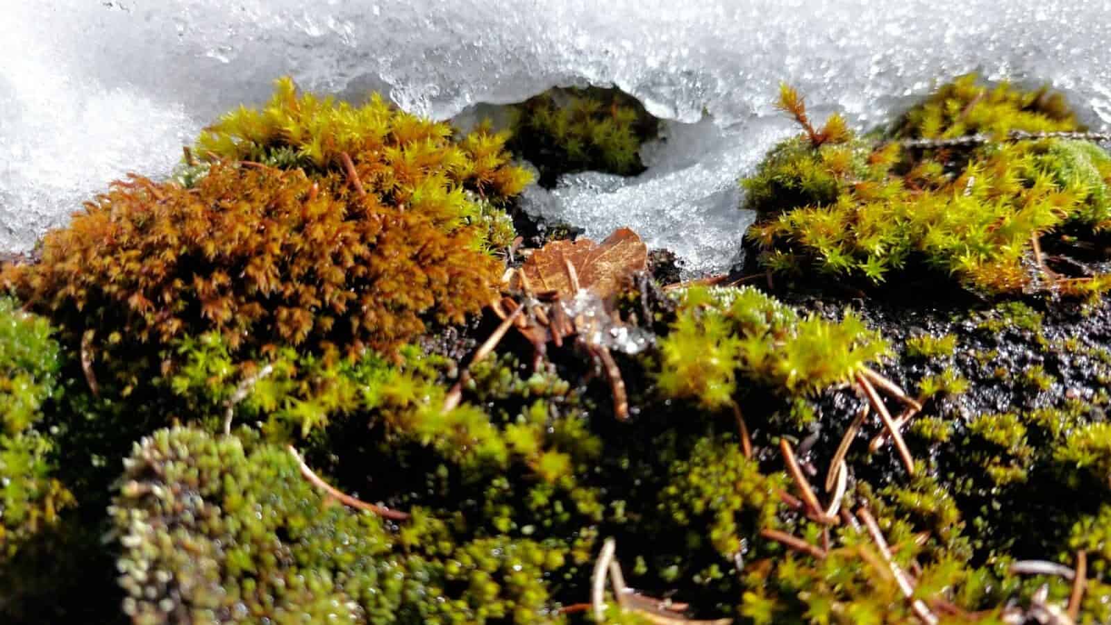a close up of moss growing on a rock