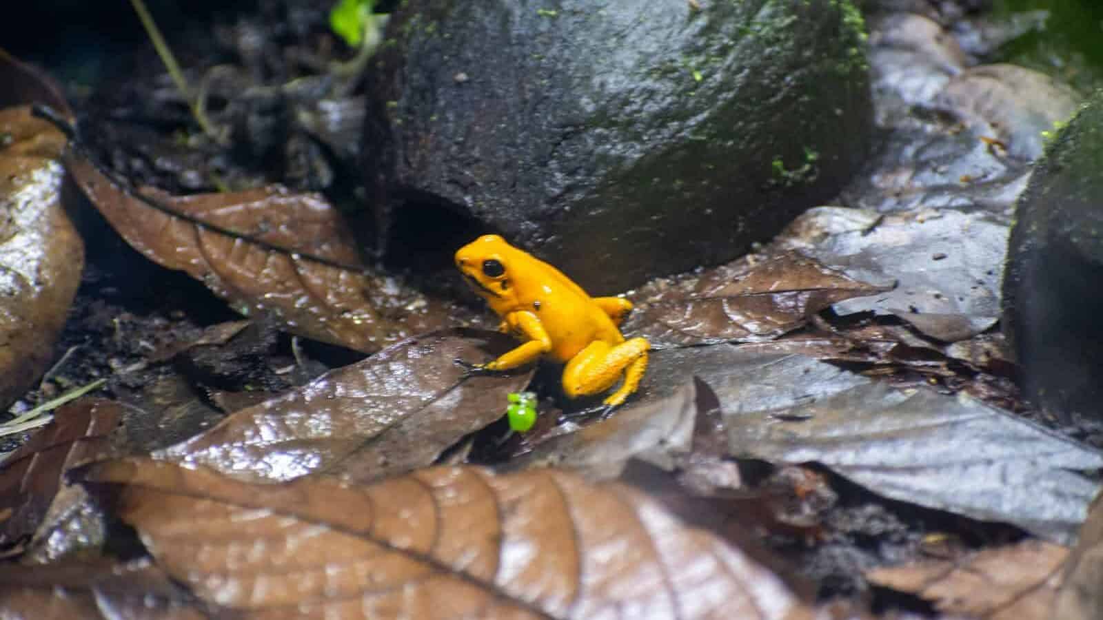 A yellow frog sitting on top of a leaf covered ground
