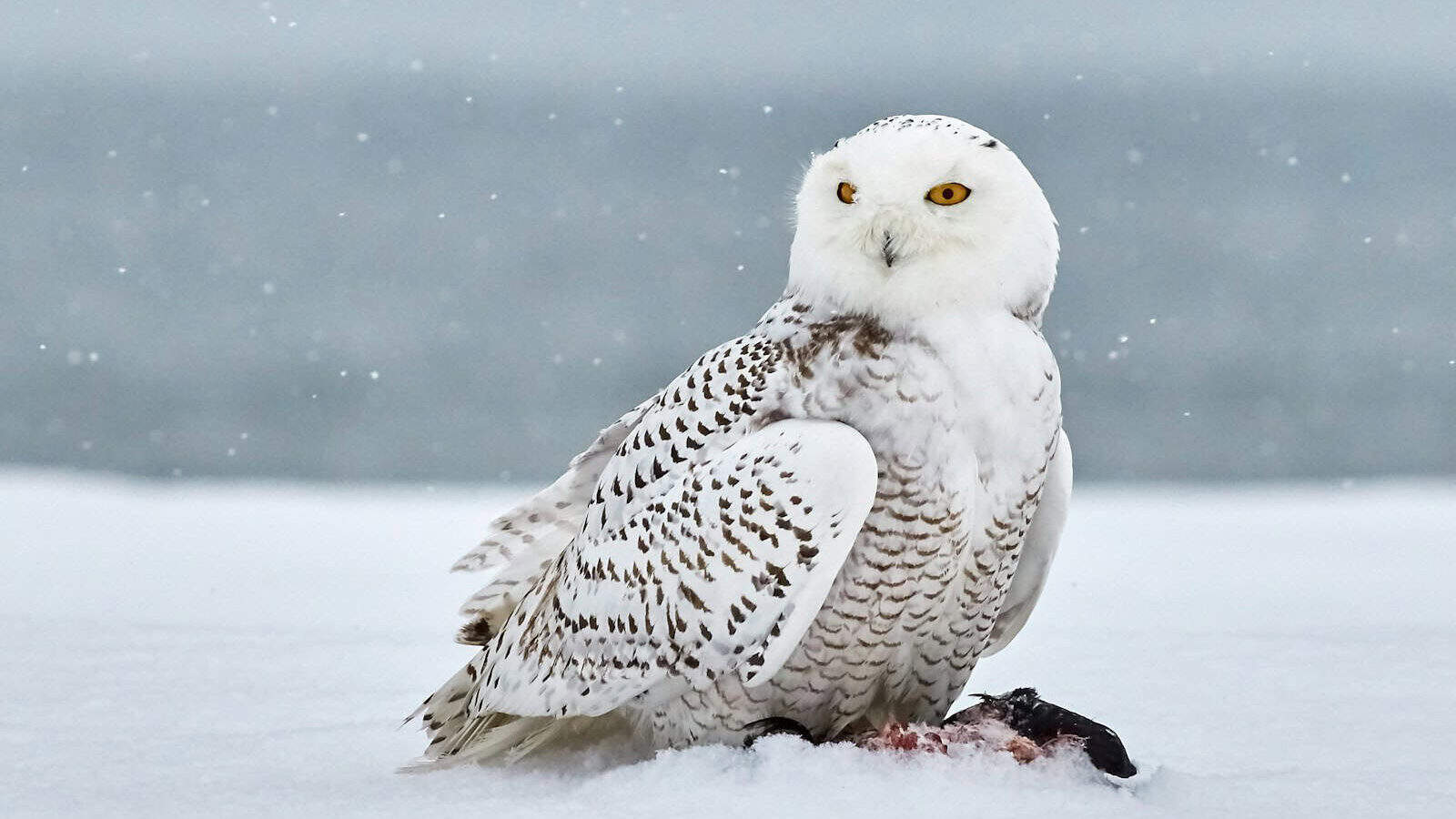 snow owl on snow covered field