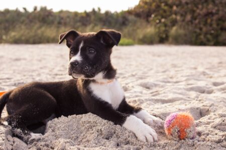 The Real Reason Dogs Hate Being Left Alone