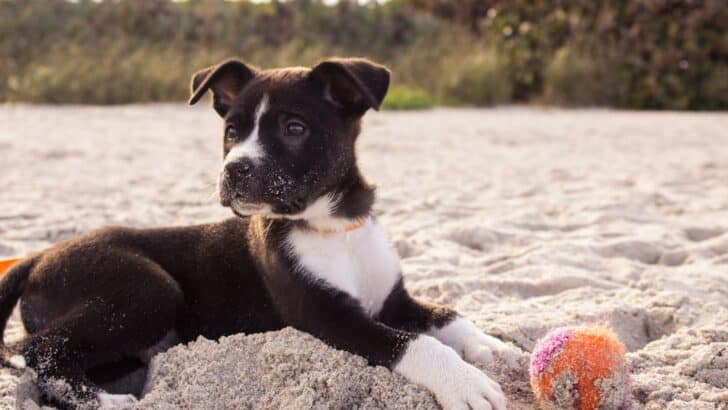 The Real Reason Dogs Hate Being Left Alone