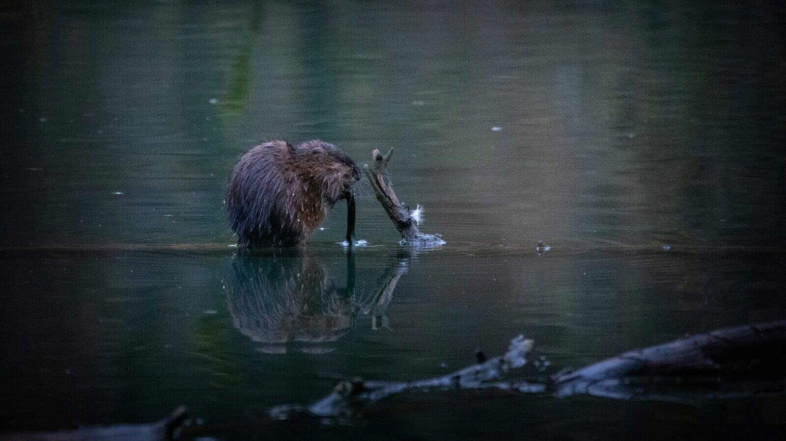 brown animal on water during daytime